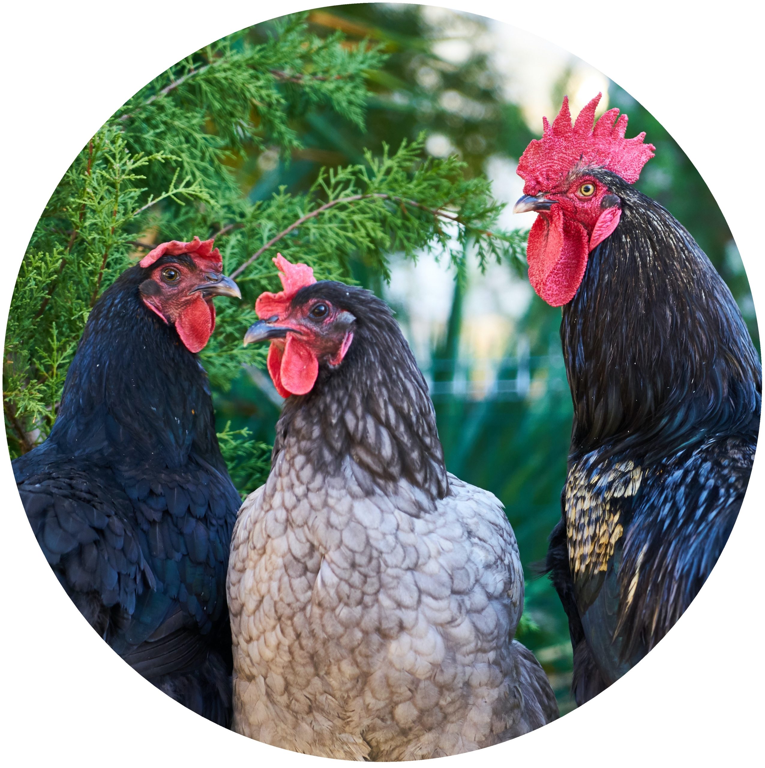 Chickens Circle