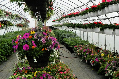 Greenhouse A